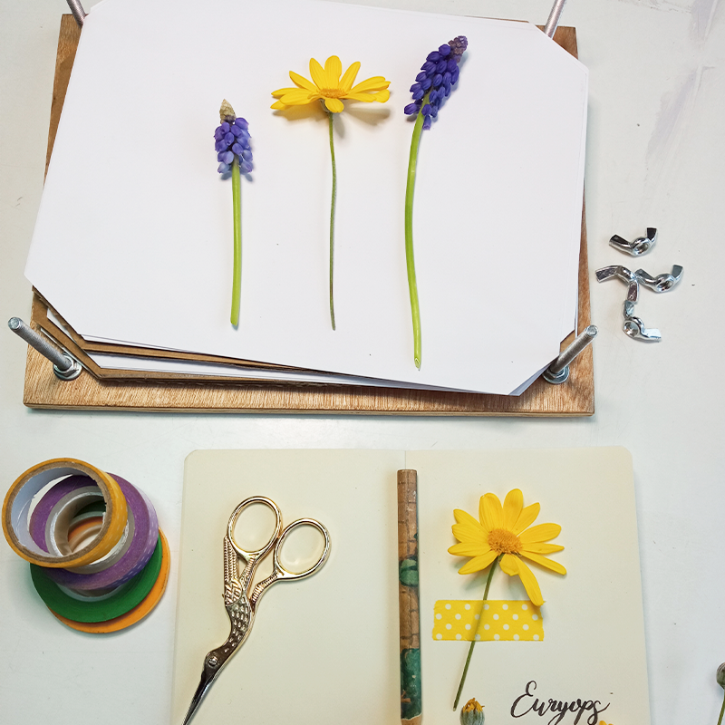 Kit prensa de flores + herbario – Taller Calamarga